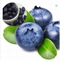 Blueberry Softgel OEM 1