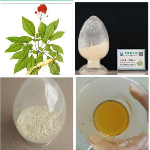 Free sample Panax Ginseng Extract 1%-80% Ginsenosides 2