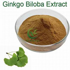 Factory Price Organic Ginkgo Biloba Extract with Best price