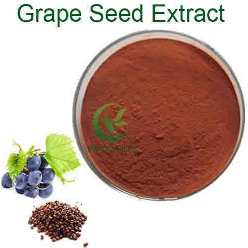Purchase grape seeds extract OPC 95% 100% natural grape seeds extract