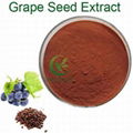 Purchase grape seeds extract OPC 95% 100% natural grape seeds extract 1