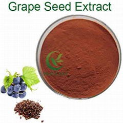 Purchase grape seeds extract OPC 95% 100% natural grape seeds extract