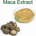 Herbal extract 10:1 20:1 maca powder maca root extract 1