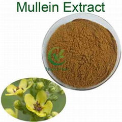 FDA high quality mullein leaf extract powder