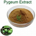 Hight quality pygeum africanum pygeum bark extract Phytosteroles 2.5% phytostero 1