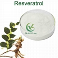 high quality Polygonum cuspidatum root extract resveratrol bulk powder