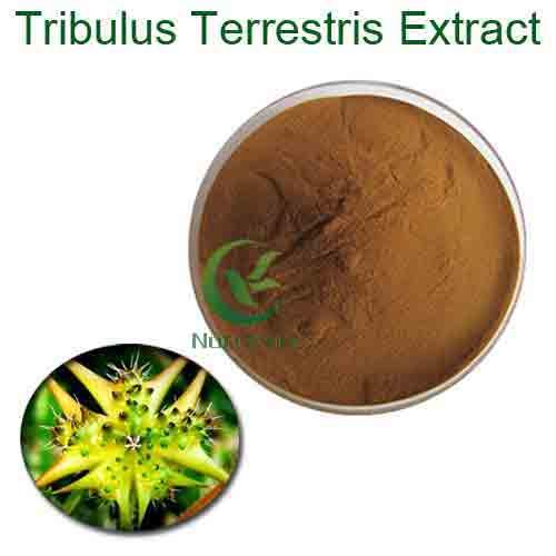bulk 90 saponins 40 protodioscin tribulus terrestris p.e. extract powder Tribulus Terres