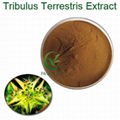  bulk 90% saponins 40% protodioscin tribulus terrestris p.e. extract powder  1