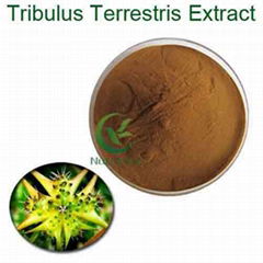  bulk 90% saponins 40% protodioscin tribulus terrestris p.e. extract powder 