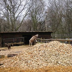  WOOD SHAVING from VIET NAM - thanhquy(at)kimminhexim(dot)com