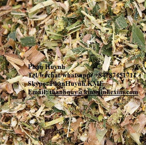 BEST-QUALITY CORN SILAGE from Viet Nam