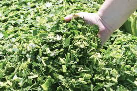 BEST-QUALITY CORN SILAGE from Viet Nam 5