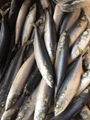  Frozen Pacific mackerel