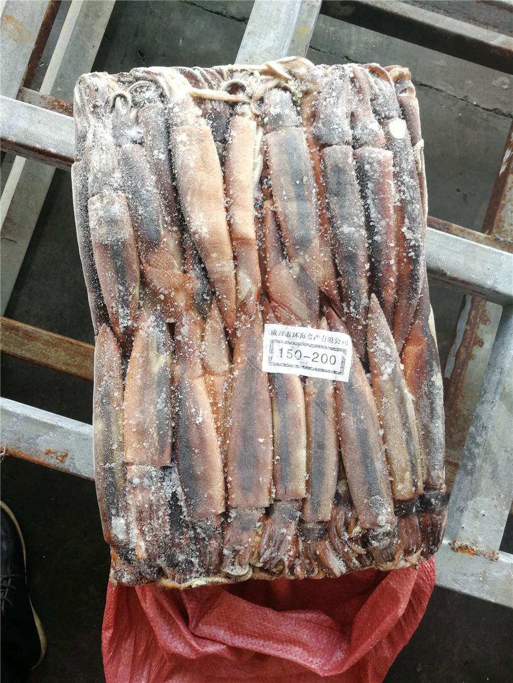 Sea frozen Illex squid BQF 5