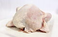 Quality Processed Frozen Whole Chicken 1