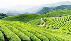 Spring Top Grade Yellow Tea