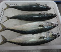 NEW LANDING FROZEN FISH PACIFIC MACKEREL SEA FROZEN 150-250G