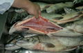 Frozen Chum Salmon from Nowagian supplier