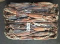 Seafood Importer Frozen Argentina Illex