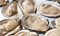 Frozen Oyster Frozen Seafood 1