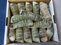 Frozen Lobster Tails for sale 1