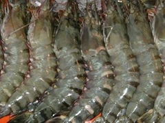 Frozen Seafood PDTO IQF Black Tiger Prawn