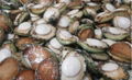 Frozen Seafood Frozen Abalone for Sale