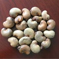 Cashew Nuts for sale