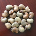 Broken Cashew Nuts for sale 4