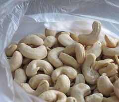 Raw cashew Kennels for sale