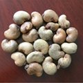 Fresh Cashew Nuts 1