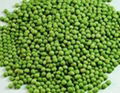 GRADE A MUNG BEANS FOR SELL