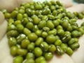  BEST QUALITY MUNG BEANS FOR SELL 1