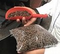 Robusta coffee exporters Tanzania