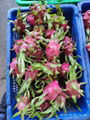 DRAGON FRUIT HIGH QUALITY FROM VIETNAM 1