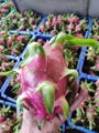 DRAGON FRUIT HIGH QUALITY FROM VIETNAM 2