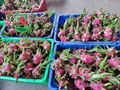 DRAGON FRUIT HIGH QUALITY FROM VIETNAM 3