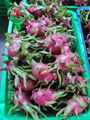 DRAGON FRUIT HIGH QUALITY FROM VIETNAM 4