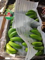 FRESH CAVENDISH BANANA FROM VIETNAM 1