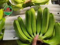 FRESH CAVENDISH BANANA FROM VIETNAM 2