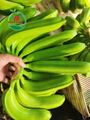 FRESH CAVENDISH BANANA FROM VIETNAM 3