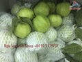 FRESH GUAVA FROM VIETNAM 1