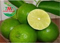 FRESH SEEDLESS LIME FROM VIETNAM 1