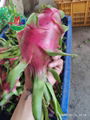 FRESH DRAGON FRUIT FROM VIETNAM