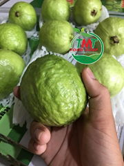 FRESH GUAVA HIGH QUALITY FROM VIETNAM