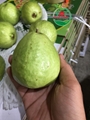 FRESH GUAVA HIGH QUALITY FROM VIETNAM 4