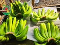 FRESH CAVENDISH BANANA HIGH QUALITY FROM VIETNAM 1