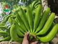 FRESH CAVENDISH BANANA HIGH QUALITY FROM VIETNAM 2