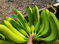 FRESH CAVENDISH BANANA HIGH QUALITY FROM VIETNAM 3