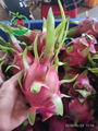 FRESH DRAGON FRUIT HIGH QUALITY FROM VIETNAM 2